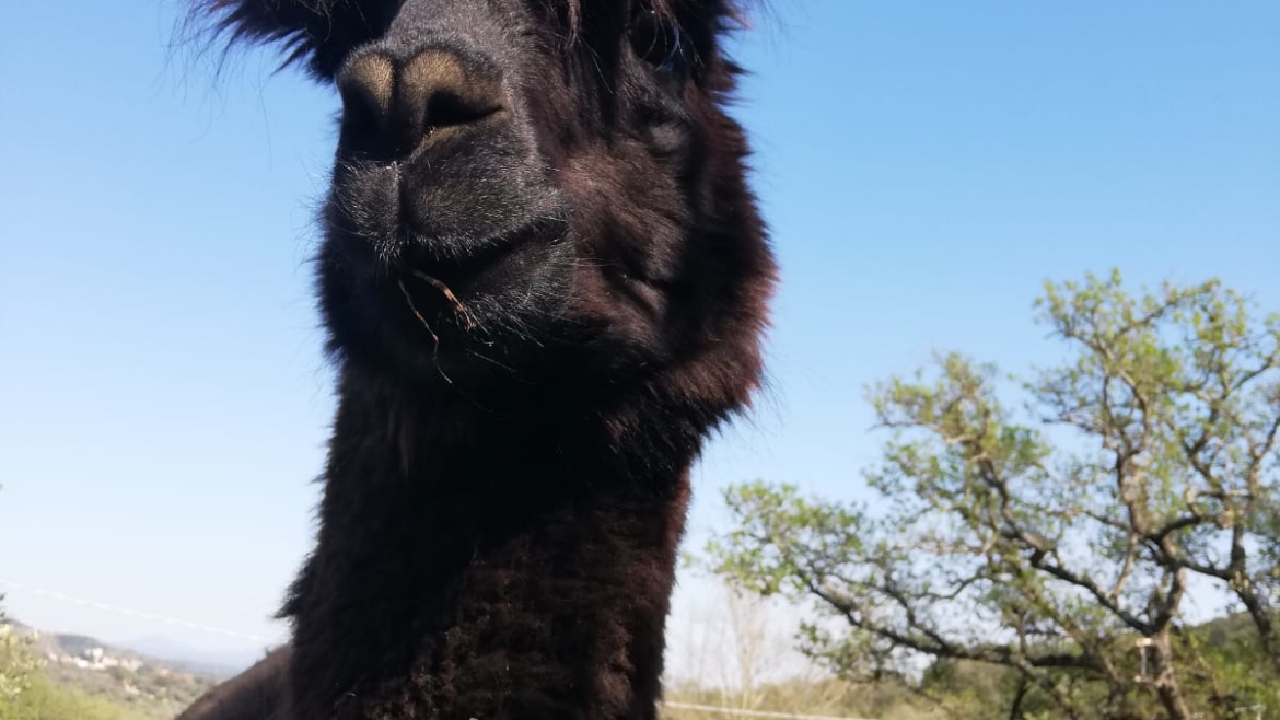 Alpaca